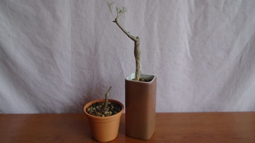 Boswellia neglecta, RM 565 & Commiphora kraeuseliana - Caudiciforme - pachycaule si bulboase 2021