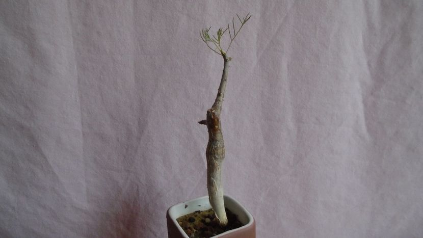 Commiphora kraeuseliana - Caudiciforme - pachycaule si bulboase 2021