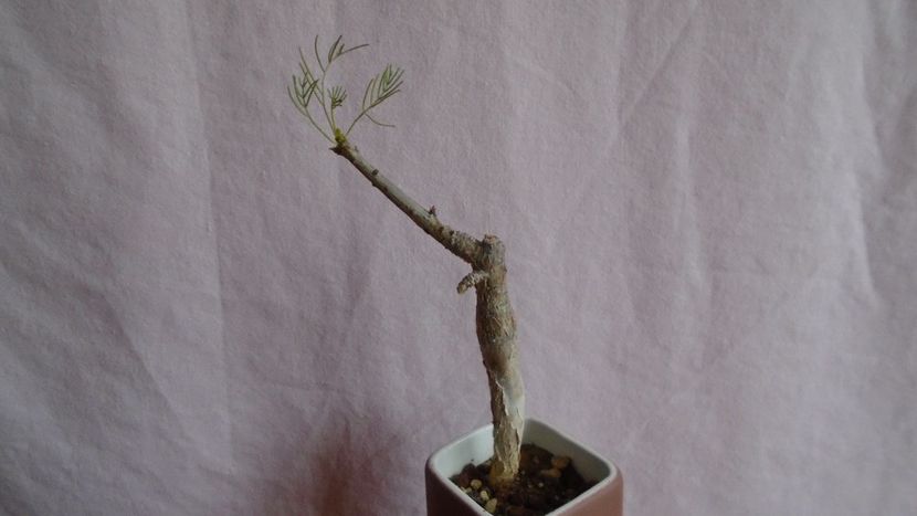 Commiphora kraeuseliana - Caudiciforme - pachycaule si bulboase 2021