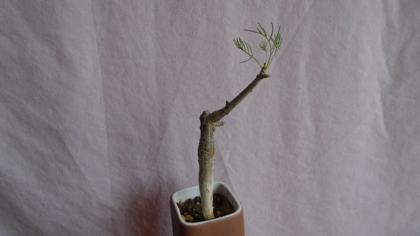 Commiphora kraeuseliana - Caudiciforme - pachycaule si bulboase 2021