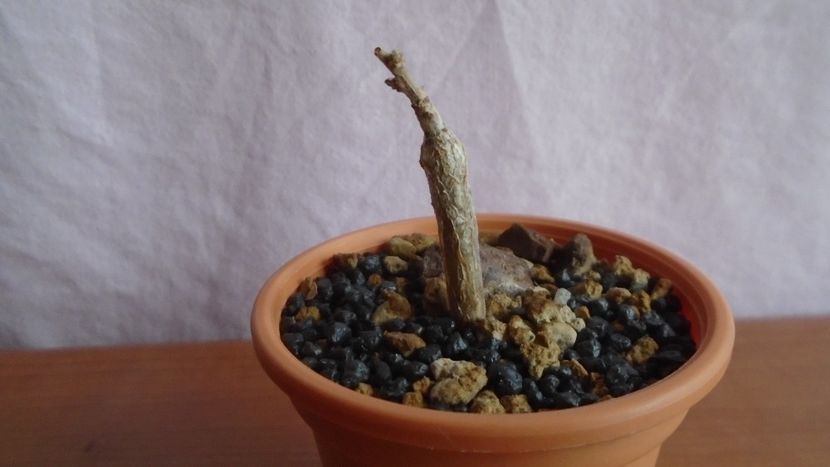 Boswellia neglecta, RM 565 - Caudiciforme - pachycaule si bulboase 2021