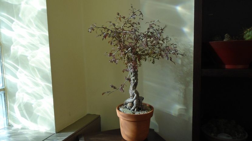 Operculicarya decaryi, Madagascar - Caudiciforme - pachycaule si bulboase 2021