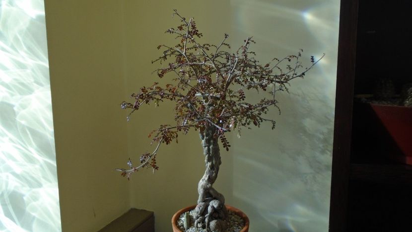 Operculicarya decaryi, Madagascar - Caudiciforme - pachycaule si bulboase 2021