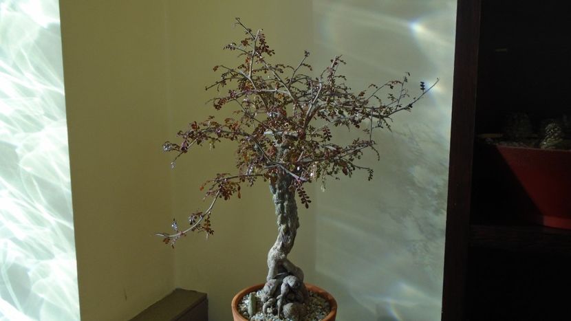 Operculicarya decaryi, Madagascar - Caudiciforme - pachycaule si bulboase 2021