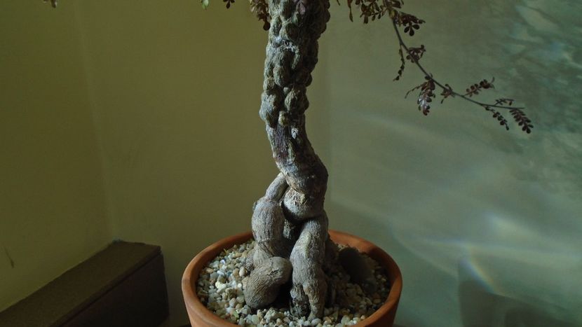 Operculicarya decaryi, Madagascar - Caudiciforme - pachycaule si bulboase 2021