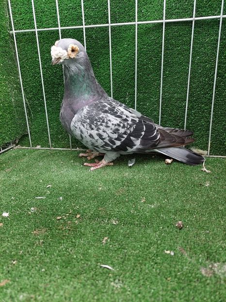 0-1 - VOIAJORI TIP VECHI