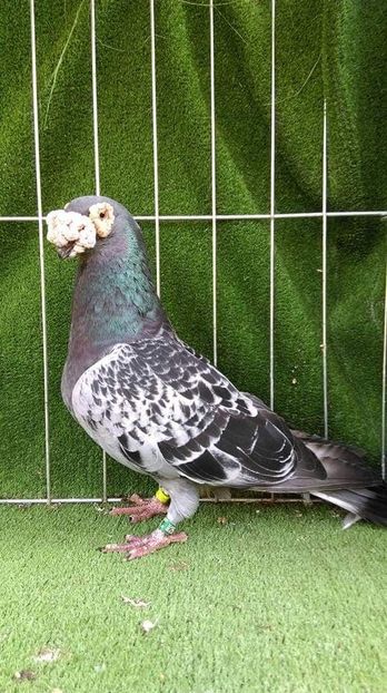 1-0 - VOIAJORI TIP VECHI