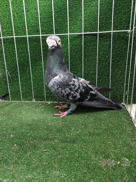 1-0 - VOIAJORI TIP VECHI