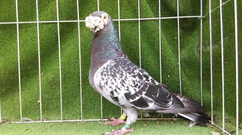 1-0 - VOIAJORI TIP VECHI