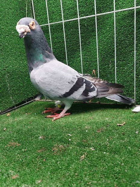 1-0 - VOIAJORI TIP VECHI