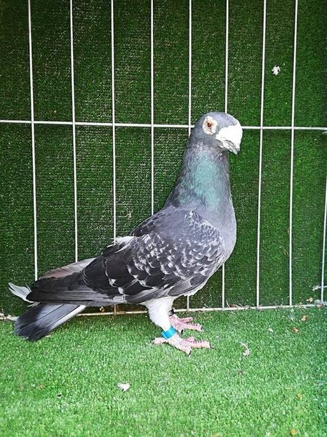  - VOIAJORI TIP VECHI