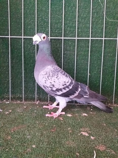 0-1 - VOIAJORI TIP VECHI