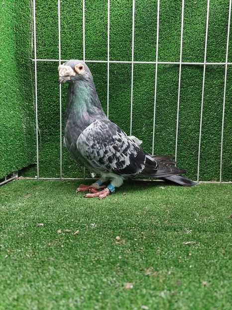 1-0 - VOIAJORI TIP VECHI