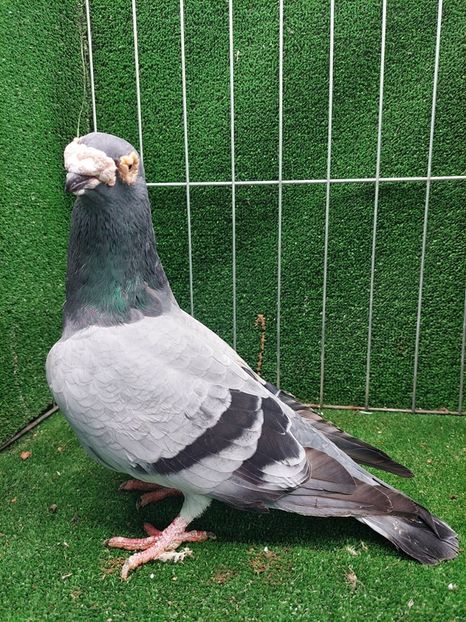 1-0 - VOIAJORI TIP VECHI