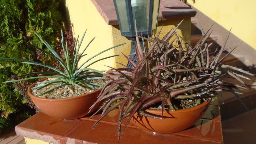 Dickia sp. - Suculente-Agave-Yucca si Dracaena 2021