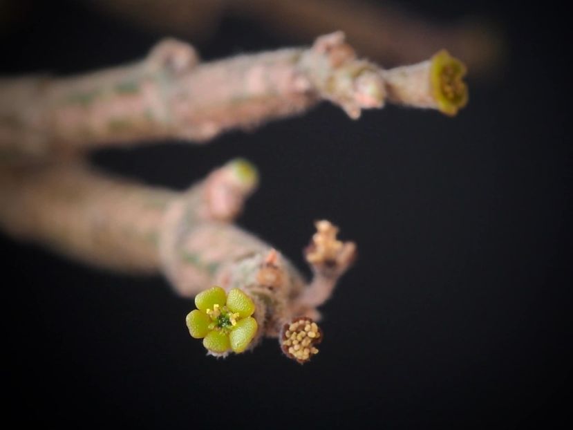 Euphorbia platyclada - Suculente-Agave-Yucca si Dracaena 2021