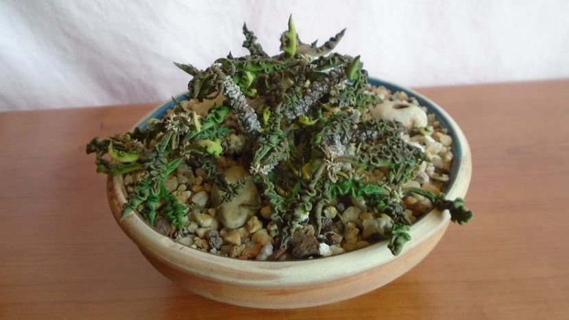 Euphorbia decaryi - Suculente-Agave-Yucca si Dracaena 2021