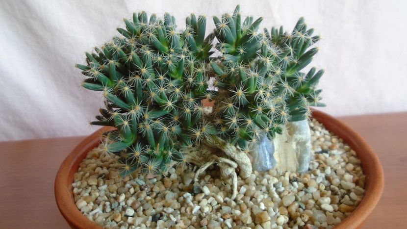 Trichodiadema densum - Suculente-Agave-Yucca si Dracaena 2021