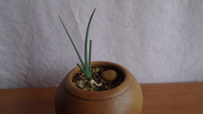 Dracaena serrulata, Yemen, Oman - Suculente-Agave-Yucca si Dracaena 2021