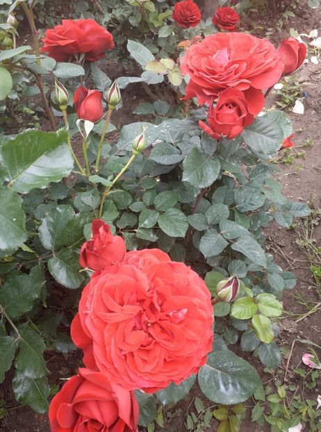  - Look good feel better floribunda Poulsen -2019