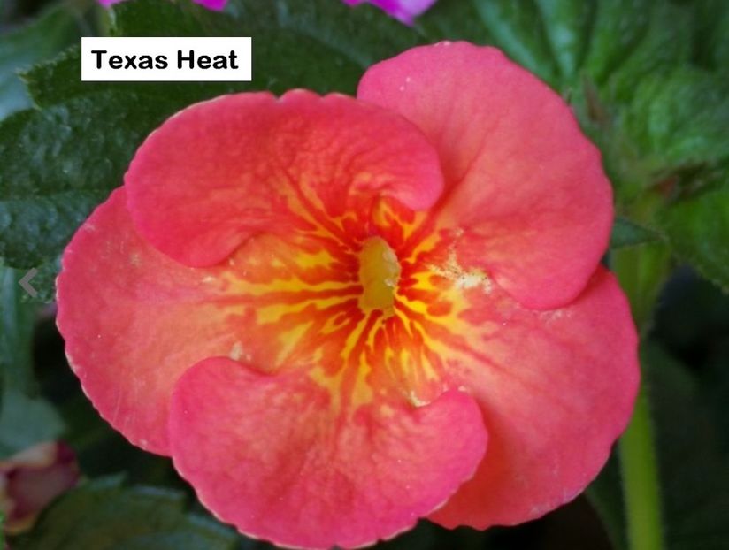 Texas Heat - Texas Heat