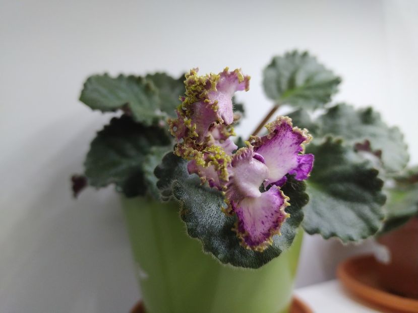 2 noiembrie 2021 - ZZZ_Raspberry Crisp standard devenita sport