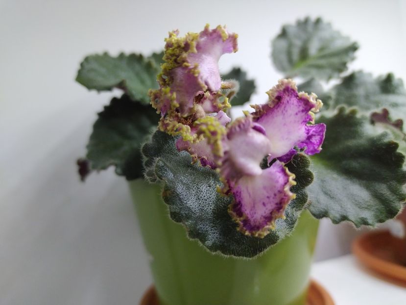 2 noiembrie 2021 - ZZZ_Raspberry Crisp standard devenita sport