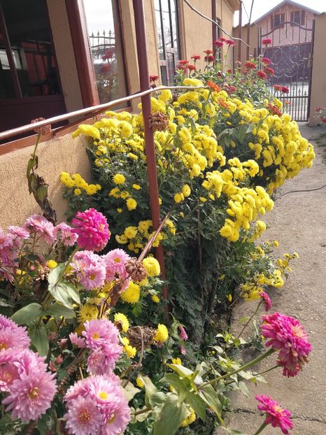  - Flori din curtea soacră-mi!