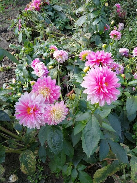  - Flori din curtea soacră-mi!