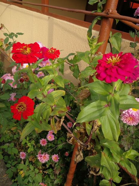  - Flori din curtea soacră-mi!