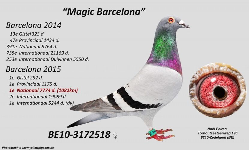 Magic Barcelona - DANNY - Vanneste Rigole the line Magic Barcelona 1 nat Barcelona 2015