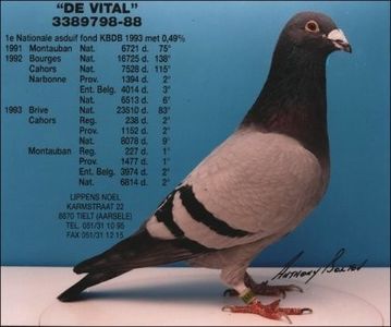 Bunic CANCELLARA - DANNY - Vanneste Rigole the line Magic Barcelona 1 nat Barcelona 2015