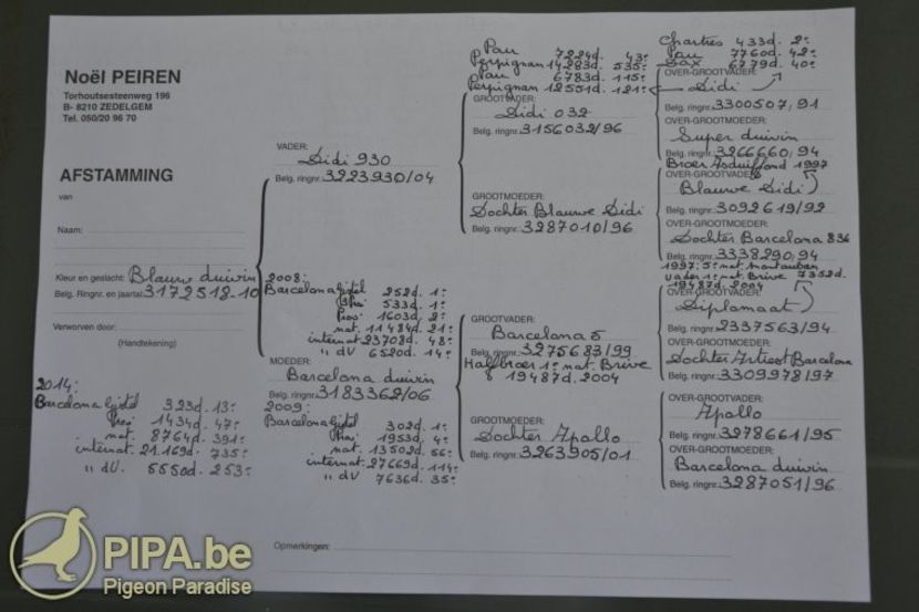 MAGIC BARCELONA pedigree - DANNY - Vanneste Rigole the line Magic Barcelona 1 nat Barcelona 2015