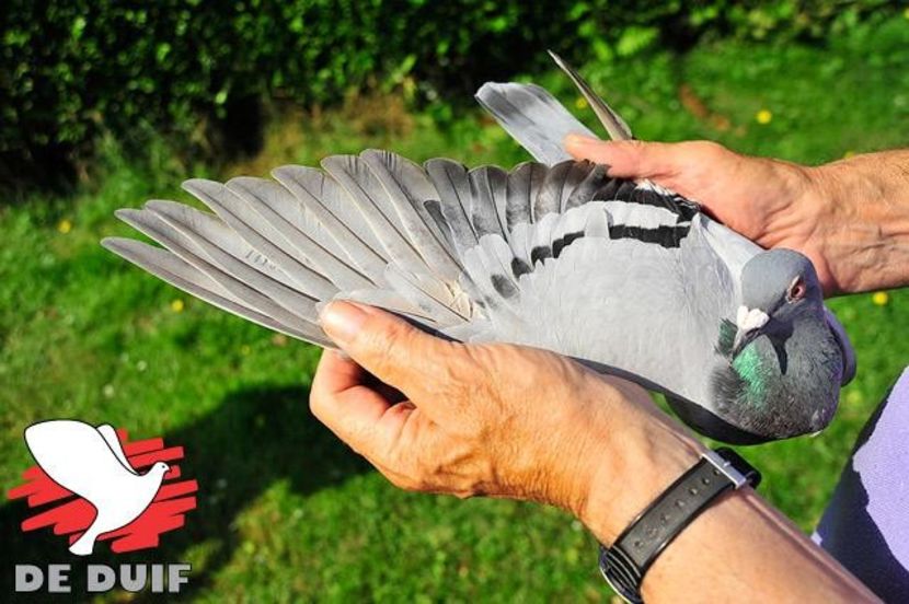 peiren-noel-4 - DANNY - Vanneste Rigole the line Magic Barcelona 1 nat Barcelona 2015