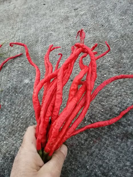  - SEMINTE ARDEI IUTE - AI 109 THUNDER MOUNTAIN LONGHORN