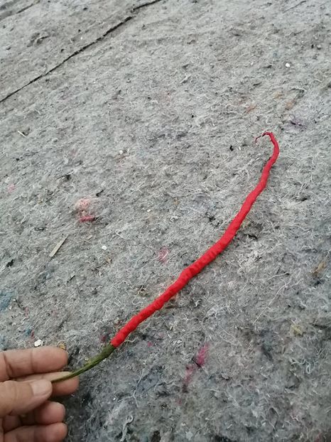  - SEMINTE ARDEI IUTE - AI 109 THUNDER MOUNTAIN LONGHORN