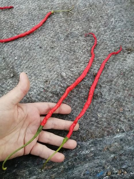  - SEMINTE ARDEI IUTE - AI 109 THUNDER MOUNTAIN LONGHORN