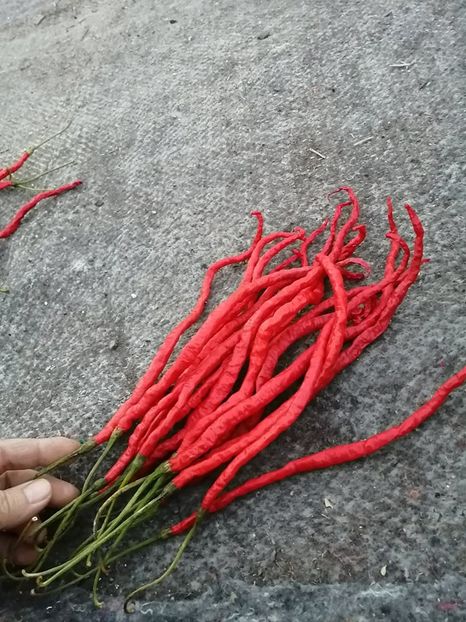  - SEMINTE ARDEI IUTE - AI 109 THUNDER MOUNTAIN LONGHORN