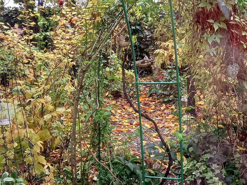 03.11.2021, plin de mierle - Grădina 2021 continuare 3