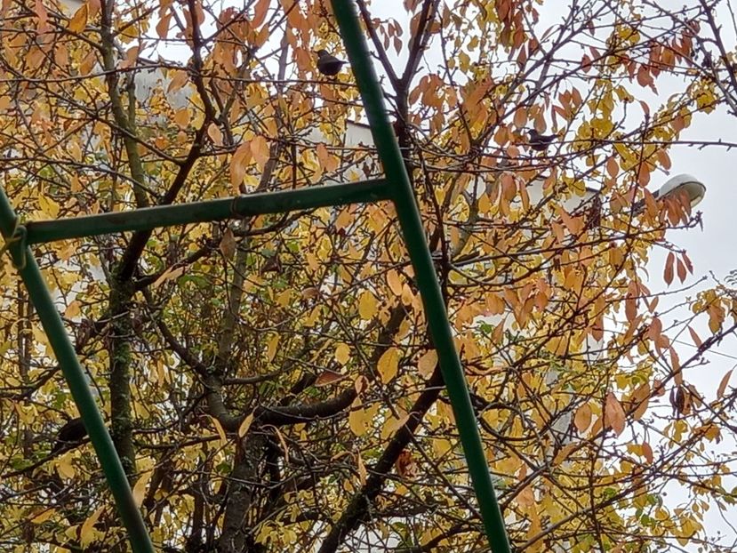 am numărat vreo 10 miere și pițigoi - Grădina 2021 continuare 3