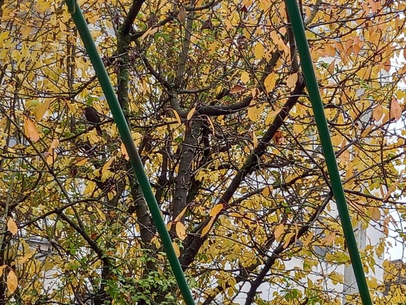  - Grădina 2021 continuare 3