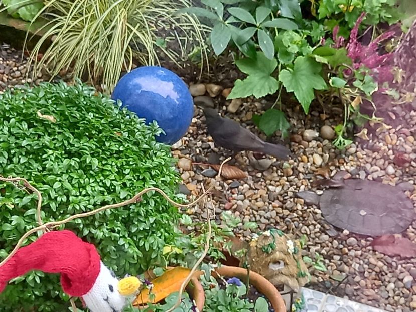  - Grădina 2021 continuare 3