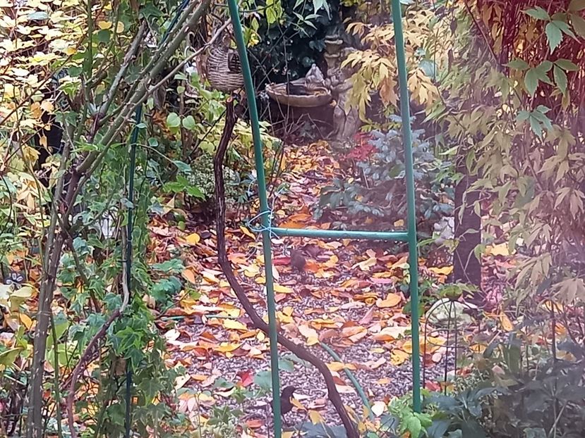  - Grădina 2021 continuare 3