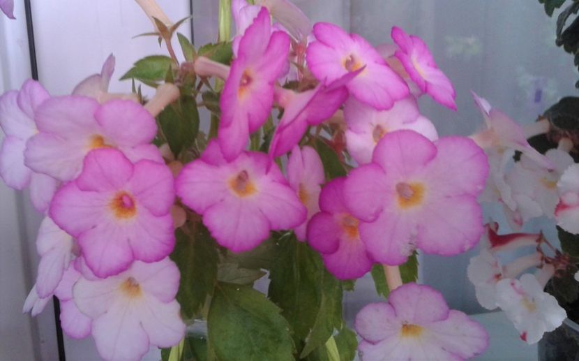 uni mai infloresc inca - Rizomii de achimenes 2021 2022