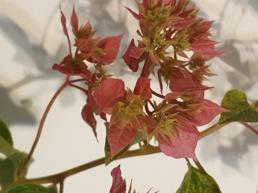  - Sanggul Fatimah Red