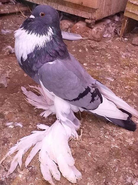 vândut Chertes I(Blaj) - Porumbei VÂNDUȚI