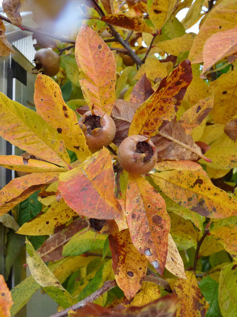  - 2021 - 03 - Toamna