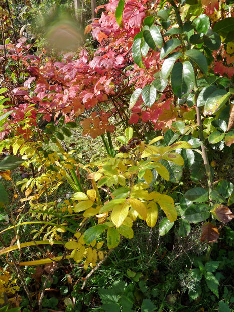  - 2021 - 03 - Toamna