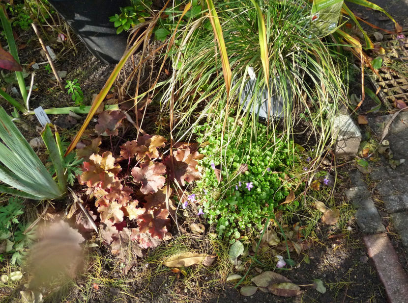  - 2021 - 03 - Toamna