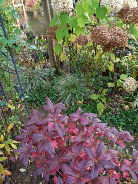  - 2021 - 03 - Toamna